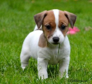 Luxus Welpen Jack Russell Terrier mit Papiere