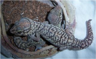 Paroedura Picta Madagassischer Großkopfgecko Pärchen