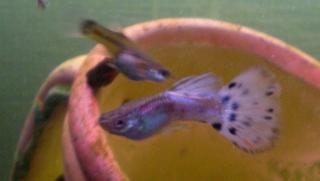 Guppys zu Verkaufen