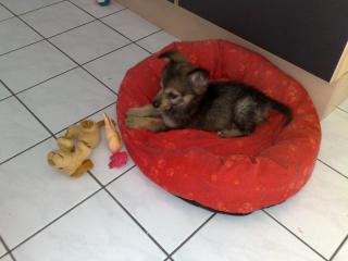 CHIHUAHUA-YORKIE MIX
