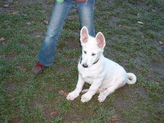 5 Weisse Schäferhundwelpen Rüden m. P. suchen noch ein neues Zuhause