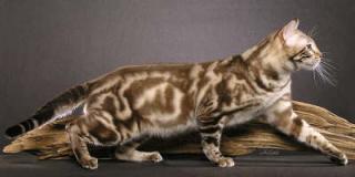Bengalkater Deckkater