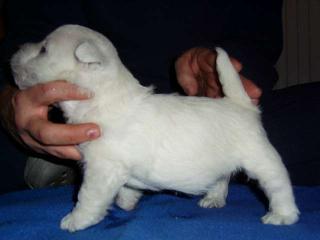 West Highland White Terrier Welpen aus deutscher Zucht