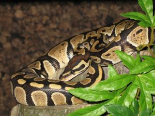 KÖNIGSPYTHON zu verkaufen - Königs Python python regius