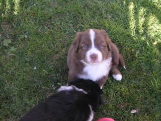 Mini Australian Shepherd Welpen
