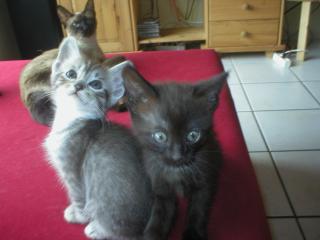 Silver Tabby 17 Wochen