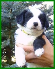 Border Collie Welpen reinrassig