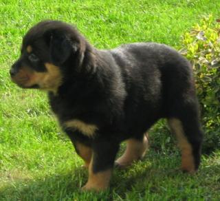 Rottweiler welpen