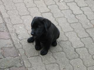 Labrador Welpen mit Papiere