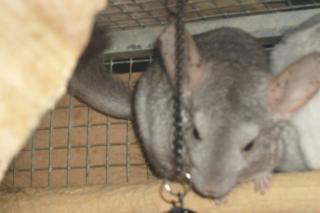 Chinchilla Böckchen abzugeben, beige mit Sommersprossen auf den Öhrchen, 1, 5 Jah