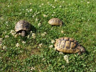 Griechische Landschildkröten mit Papiere