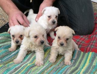 Westiemix Welpen