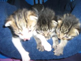 Junge Katzenbabys in liebevolle Hände u vergeben