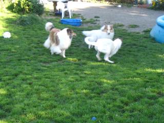Colliewelpen American Line mit Papieren