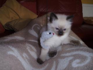 Ragdoll Mädchen in blue Colorpoint