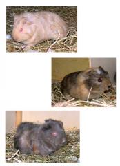 Meerschweinchenbabies, weiblich, abzugeben