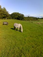 Kinderliebe ponystute