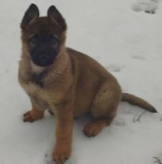 Deutsche Schäferhund Welpen m. P.
