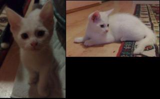 2 Katzen Mischlinge zu vergeben, 3 Monate alt