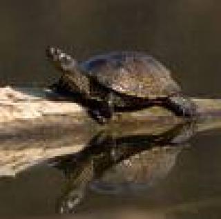Suche Emys orbicularis, weiblich, adult