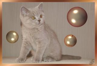 Bkh lilac Kater sucht ein Zuhause