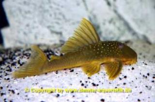 L200 Green Pleco WF