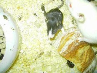 Rattenbabys suchen neues Zuhause