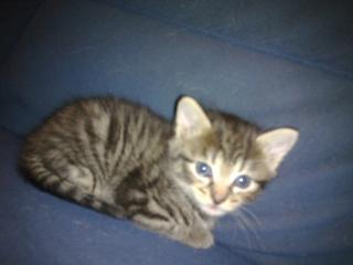 Katzen zu vergeben-getigert