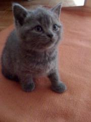 BKH Babys, blau, 2xM, 1xW abzugeben