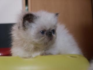 Colourpointkitten