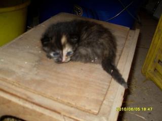 Katzenbaby zu verschenken