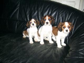 Cavalier King Charles Spaniel - Mischlingswelpen