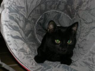 Kleiner Kater sucht dringend ein Zuhause