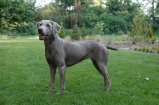 Wurfankündigung silberne Labrador Retriever