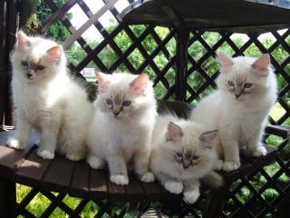 Reinrassige Ragdoll Kitten mit Stammbaum