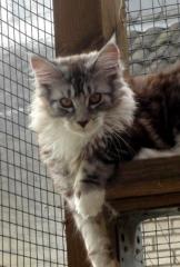 Maine Coon Girls aus langjähriger verantwortungsvoller Hobbyzucht abgabebereit