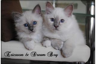 Blue-point und Lilac-Point Katerchen