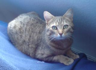 Suche Birma Katze