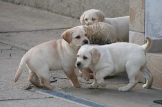 Schöne Labrador Retriever Welpen