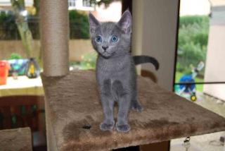Zeitweise Russisch Blau Rassekatzen Kitten abzugeben