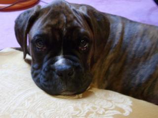 Boxerwelpe vermisst