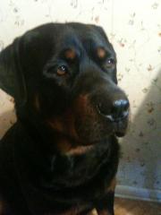 Rottweiler abzugeben