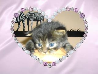Süße Main Coon Mix Kitten Suchen Ein Zuhause