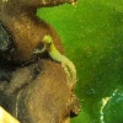 Goldstaubgecko Phelsuma Lat. laticauda
