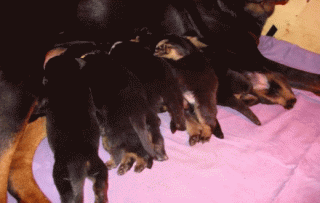 Süße Rottweilerwlpen