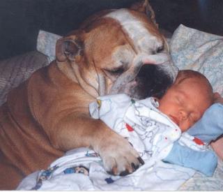 Dringend English Bulldog gesucht.