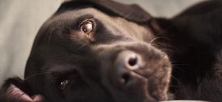 Suche Hundeausführer/ Babysitter/ Katzenbetreuer Job