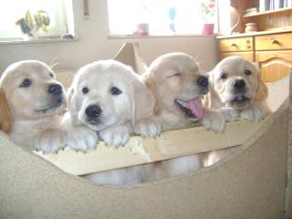 Wunderschöne Golden Retriever Welpen mit Stambaum