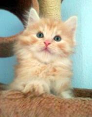 Sehr schöner Maine Coon Kater