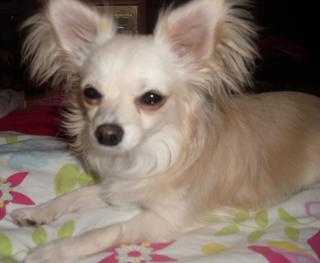 Chihuahua Rüde ist zum decken bereit